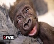 A premature baby gorilla rejected at birth is being cared for by keepers who are wearing a &#39;gorilla suit&#39; to mimic mum&#39;s fur.&#60;br/&#62;&#60;br/&#62;Pregnant gorilla mum Sekani had to have a rare emergency c-section performed by maternity doctors after she went into labour five weeks early.&#60;br/&#62;&#60;br/&#62;Zookeepers at Fort Worth Zoo, Texas, called in a team of gynecologists who delivered baby Jameela.&#60;br/&#62;&#60;br/&#62;Following the birth, Sekani struggled to bond and care for the female newborn, which is being given round the clock care by zookeepers.