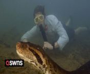 The video was filmed in ariver in Brazil&#39;s Mato Grosso do Sul state.&#60;br/&#62;&#60;br/&#62;It shows Dutch biologist and Professor Freek Vonk swimming next to a wild giant 26-foot and over 200 kg green anaconda.&#60;br/&#62;&#60;br/&#62;Freek Vonk said: &#92;