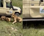 Safari jeep packed with tourists damaged during lion fightSource: Albert Kimora, Compass Media