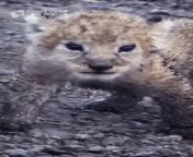 Cute Smaller Lion Cubs&#60;br/&#62;Funny and Cute Animal Cubs Videos 2024&#60;br/&#62;Animals, Wildlife, Wild Babies, Wild Animals, Nature Documentary 4K&#60;br/&#62;&#60;br/&#62;Subscribe:&#60;br/&#62;▶️ https://www.youtube.com/@karaokedangdutindonesia&#60;br/&#62;&#60;br/&#62;▶️ Short Tube Playlist&#60;br/&#62;https://youtube.com/playlist?list=PLf2a2iB3mpVfBGVZIO-fQLOp7Q_O9M_QA&#60;br/&#62;&#60;br/&#62;this short video is just for entertainment (laugh, funny, amazed, happy, adorable and etc) there is nothing bad in it, every video is work of its own for its original owner and i support them.&#60;br/&#62;&#60;br/&#62;forgive me if there are word mistakes in editing&#60;br/&#62;enjoy watching and hope you all can be entertained&#60;br/&#62;&#60;br/&#62;&#60;br/&#62;#shorts #animals #babylions #lioncubs