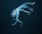 This rarely seen glass octopus bared all recently — even a view of its innards — when an underwater robot filmed it gracefully soaring through the deep waters of the Central Pacific Ocean.