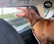 Funniest Animals- Best Of TheFunny Animal Videos- Cutest Animals Ever&#60;br/&#62;Animals EverFunniest Cats And Dogs Videos- Best Funny Animal VideosEverFunny animals, funny animal videos, funny dog videos, funny cat videos, funniest animals, funny videos, funny videos, funny cats and dogs, cute animals, funny dogs, funny animal life, funny cats, world of funny animals, funny animal video , funny pets, funny animals cats and dogs, animal videos, funny animals 2024, funny cat, funny, funny animal moments, funniest dogs, funniest animal videos, best 2024, cat videos, funniest cats, funny dog, best animal videos&#60;br/&#62;