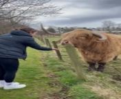 While traveling in Scotland, this woman encountered a highland bull for the first time. She was feeding them a carrot when the bull abruptly shook their head and almost took the woman&#39;s eye out with their horns.