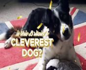 Meet “Britain’s smartest dog” - a border collie who knows the names of all 231 of his toys.&#60;br/&#62;&#60;br/&#62;Martin Morris, 48, has been teaching seven-year-old Max the names of his toys since he was 12 weeks old.