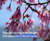 Residents and visitors to Tokyo have woken up to the rosy spectacle of the early blooming cherry flowers in the Japanese capital, a week ahead of the sakura season&#39;s official start. Last year, Tokyo&#39;s official cherry blossom season began 10 days earlier than usual, with the country&#39;s meteorologists linking the early blooms to climate change.