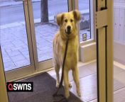 These funny videos show a young pup throwing temper tantrums at his owner when he can&#39;t get his own way.&#60;br/&#62;&#60;br/&#62;Charlie, a nine-month-old golden retriever, stomps his feet and twists his head in protest.&#60;br/&#62;&#60;br/&#62;Owner Lauren Lieberman, 32, says that Charlie does this all the time and this is the way he communicates. &#60;br/&#62;&#60;br/&#62;Lauren, who owns a marketing agency in Montreal, Canada, said: &#92;