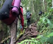 Travel to the interior of Sumatra, in Indonesia, in a search for what locals call the Orang Pendak, translated as: Man of the Woods. See more in Season 1, Episode 12, &#92;