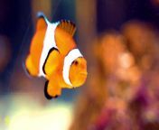BEAUTIFUL COLOR FULL FISH HDR 4k 60fps Video Most (Colorful Fish) in the World 4K HDR 60FPS Video&#60;br/&#62;&#60;br/&#62;#4k