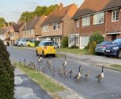 Fed-up residents living near a posh beauty spot say their lawns and pavements are being ruined by geese droppings.&#60;br/&#62;&#60;br/&#62;Homeowners say the birds have been straying from Maiden Erlegh Nature Reserve in upmarket Earley, Berks., and onto nearby estates where the average house price is £700,000.&#60;br/&#62;&#60;br/&#62;Town councillors were told Canada Geese nesting on the reserve may be trying to avoid an aggressive new pair of wild swans who attack adult birds.&#60;br/&#62;&#60;br/&#62;And it has coincided with a sharp rise in the number of geese flocking to the site in the summer months, sparking fears of mass droppings again this year. &#60;br/&#62;&#60;br/&#62;Now residents are calling for the pavements - which they claim pose a health hazard - to be more cleaned more regularly. &#60;br/&#62;&#60;br/&#62;Steve Feltham, secretary of a local residents association, said: &#92;