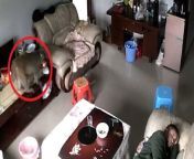 A man was left bewildered when he woke up to find a monkey had snuck into his house - and tucked into his fruit. &#60;br/&#62;&#60;br/&#62;CCTV footage of the incident shows Mr Zeng napping on his sofa while the cheeky monkey sneaks in. &#60;br/&#62;&#60;br/&#62;The animal can be seen looking around - jumping on the TV stand and tucking into an apple and cherries. &#60;br/&#62;&#60;br/&#62;The monkey spent just over three minutes exploring the living room while Mr Zeng was fast asleep on the sofa meters away.&#60;br/&#62;&#60;br/&#62;Mr Zeng, who lives near a mountain in Guiyang, China, where the monkey is alleged to have descended from, only realised what had happened after watching back the recording of his CCTV.