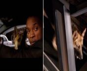 Will Smith pays loving tribute to I Am Legend dog with poignant video montageSource Will Smith