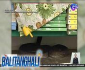 Cobra sa classroom?&#60;br/&#62;&#60;br/&#62;&#60;br/&#62;Balitanghali is the daily noontime newscast of GTV anchored by Raffy Tima and Connie Sison. It airs Mondays to Fridays at 10:30 AM (PHL Time). For more videos from Balitanghali, visit http://www.gmanews.tv/balitanghali.&#60;br/&#62;&#60;br/&#62;#GMAIntegratedNews #KapusoStream&#60;br/&#62;&#60;br/&#62;Breaking news and stories from the Philippines and abroad:&#60;br/&#62;GMA Integrated News Portal: http://www.gmanews.tv&#60;br/&#62;Facebook: http://www.facebook.com/gmanews&#60;br/&#62;TikTok: https://www.tiktok.com/@gmanews&#60;br/&#62;Twitter: http://www.twitter.com/gmanews&#60;br/&#62;Instagram: http://www.instagram.com/gmanews&#60;br/&#62;&#60;br/&#62;GMA Network Kapuso programs on GMA Pinoy TV: https://gmapinoytv.com/subscribe