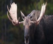 giant moose mania: exploring moose and more &#60;br/&#62;&#60;br/&#62;#animals #nature &#60;br/&#62;#moose #moosewala #wildlife #sidhumoosewala #nature #sidhu #hunting #elk #wildlifephotography #moosehunting #deer #naturephotography #animals #bullmoose #dhakka #ustad #canada #outdoors #photography #alaska #archery #hunt #deerhunting&#60;br/&#62;In this captivating video, giant moose mania: exploring moose, giant moose mania: exploring moose and more,moose,giant moose, moose wala, moose, moose wala song, moose step up, moose test, moosetape, moose wala all song, mooseclumps, moosecraft, moose attack, moose sound, moose animal,moosedrilla, moose shedding antlers, moose vlog, moose tube, moose antlers falling off, great big moose, huge moose, moose roar,wild, moose videos,&#60;br/&#62;moose male, moose video, hunting,wildlife,big moose, moose hunting, moose attacks man, moose noise, tall moose, moose call, alaska moose, bull moose,&#60;br/&#62; viewers are taken on a thrilling journey into the wilderness to witness the majestic presence of a giant moose, also known as &#92;
