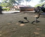 Rescue TwoBig Size Indian Cobra from black cobra xxxa wap in