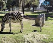 A new foal was born overnight at Canberra&#39;s zoo surprising zookeepers the following morning.