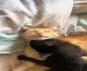 Ron, the orange cat, enjoyed the spa pampering by Kawa, the black cat. The black cat hugged and licked the orange cat, sharing an incredible bond with one another.
