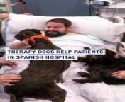 A trial launched by the Hospital del Mar in #Barcelonaand the Affinity Foundation, which specializes in #pet therapy to improve the #emotionalwell-being of ICU patients, is set to be a hit.&#60;br/&#62;Patients in the program receive two #dogvisits each week of 15 to 20 minutes each.&#60;br/&#62;&#60;br/&#62;&#92;