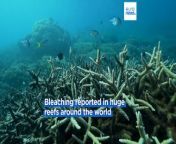 This is the second global coral bleaching event in 10 years due to warming oceans.
