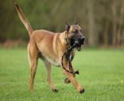New Nottinghamshire police dog Russo is showing great promise as he is trained by the force.