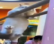 Some cats act like they trained in kung fu very adorable way