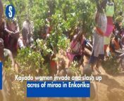 Maa women uprooted acres of Miraa in Enkorika farm, claiming it spoils the youth who are indulging in khat chewing and beer drinking.