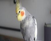 A woman&#39;s cockatiel has gone viral after belting out his favourite tunes including funk classic &#92;